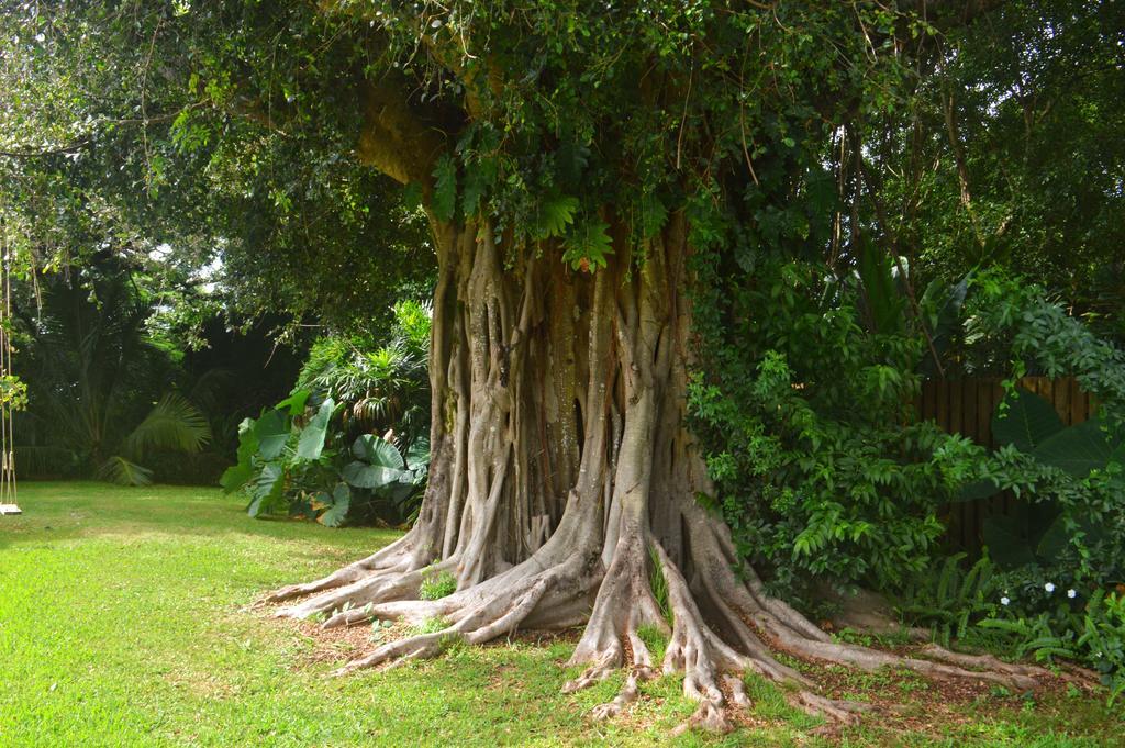 Banyan Tree B&B Retreat Makawao Dış mekan fotoğraf